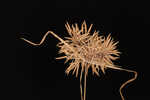 Manyspike flatsedge